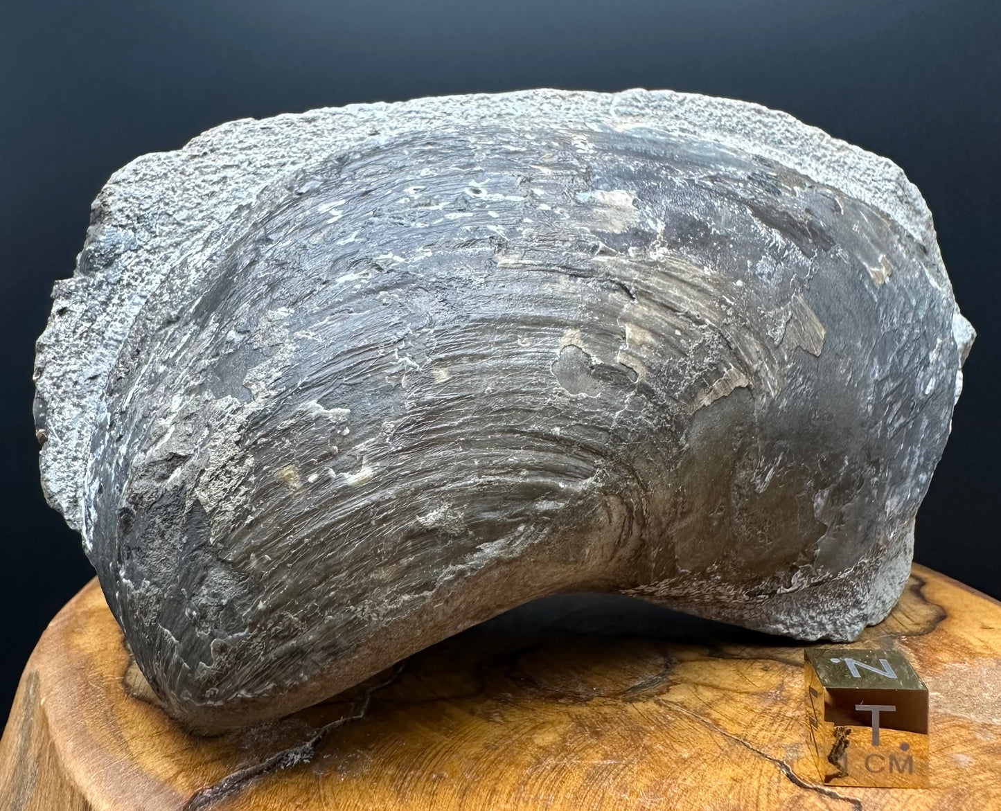 Shell fossil with stand - Whitby, North Yorkshire, Jurassic Coast, Yorkshire Fossils