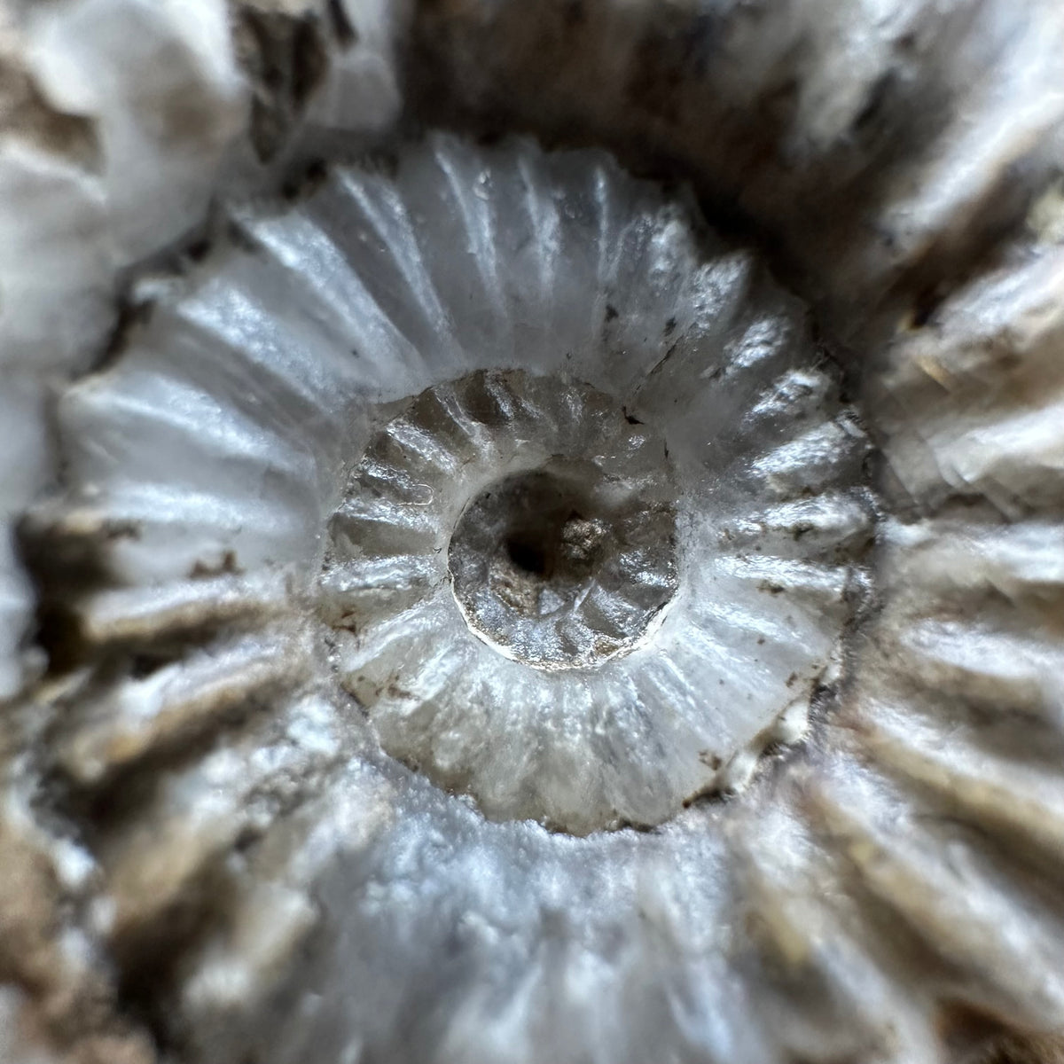 Androgynoceras capricornus Ammonite Fossil With Stand - Whitby, North Yorkshire Jurassic Coast Yorkshire Fossils