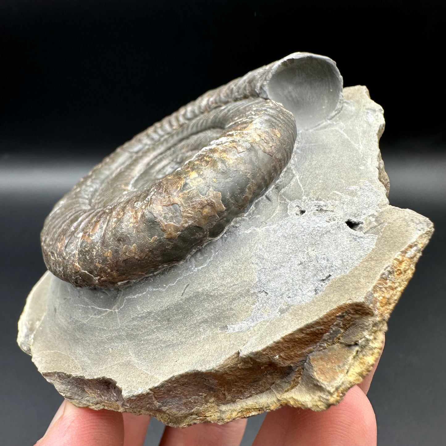 Peronoceras turriculatum ammonite fossil with box and stand - Whitby, North Yorkshire Jurassic Coast, Yorkshire fossils