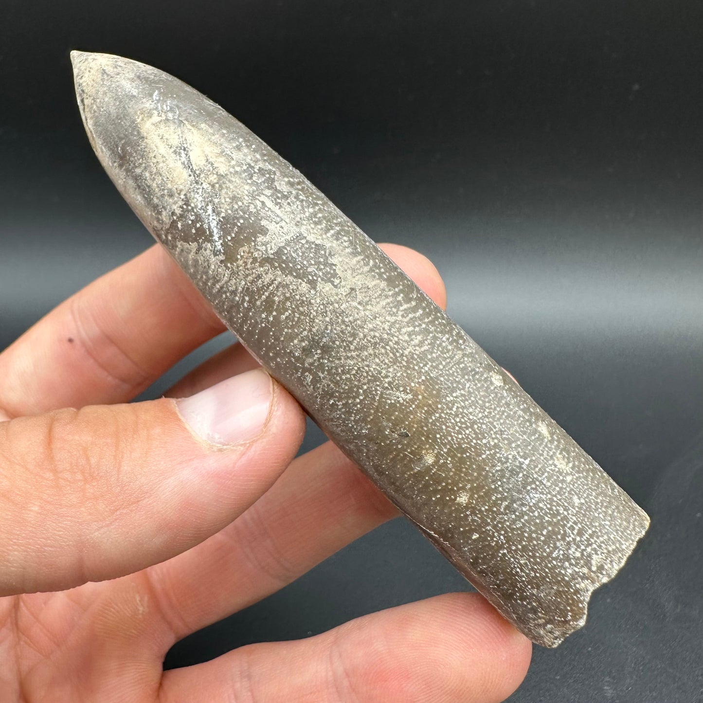 Belemnite (Fossil Squid) shell fossil with box and stand - Whitby, North Yorkshire Jurassic Coast Yorkshire Fossils