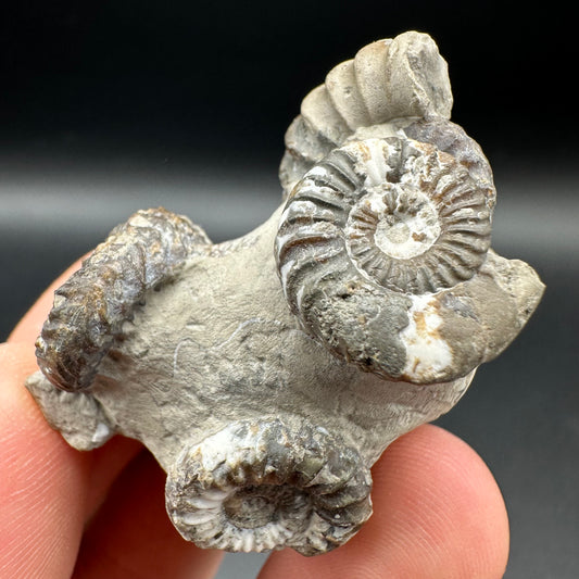 Oistoceras figulinum ammonite fossil with box and stand - Whitby, North Yorkshire Jurassic Coast Yorkshire Fossils