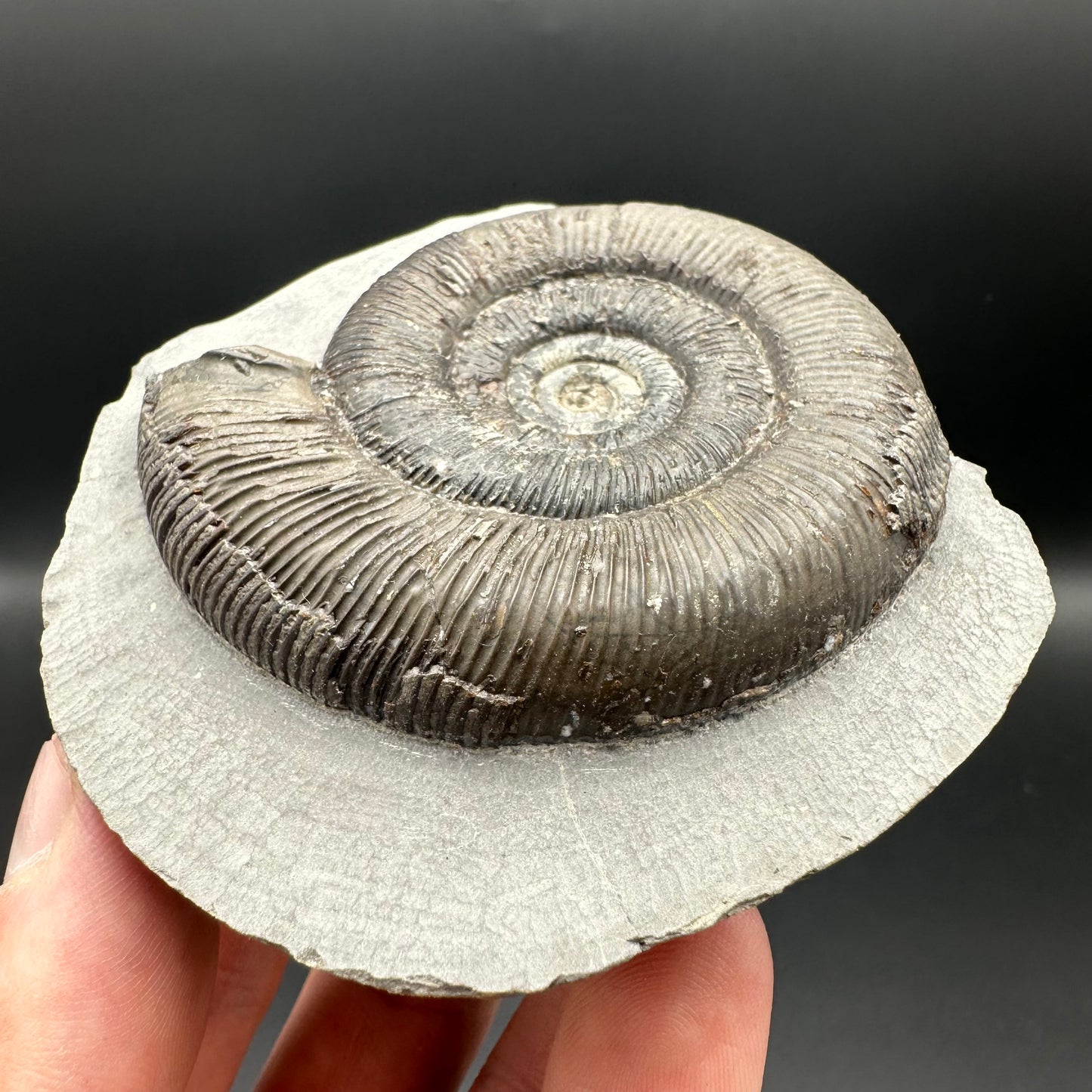 Dactylioceras tenuicostatum ammonite fossil with box and stand - Whitby, North Yorkshire Jurassic Coast