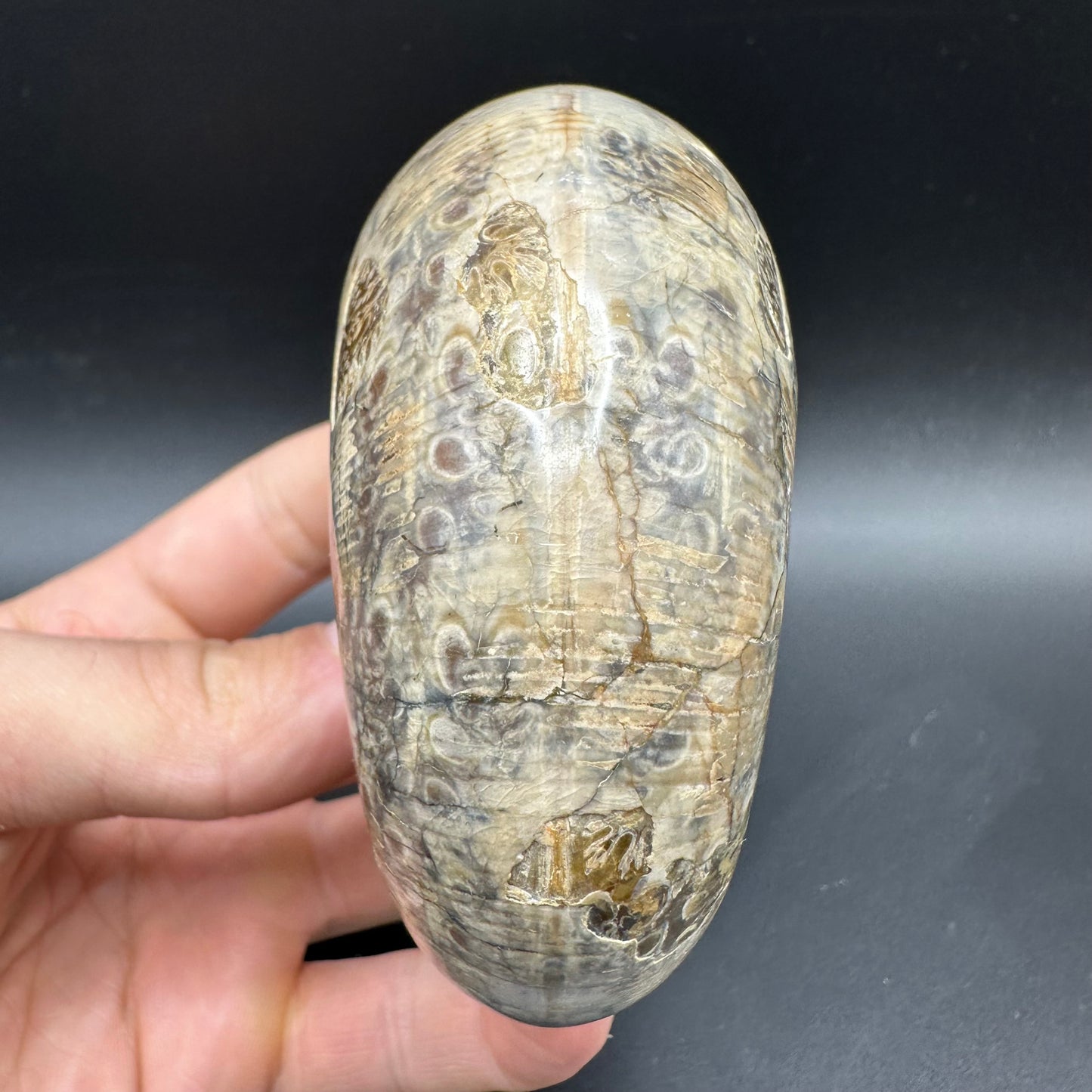 Phylloceras Ammonite Fossil With Box And Stand - Cretaceous Ammonite Madagascar