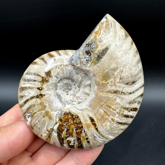 Cleoniceras Ammonite Fossil With Box And Stand - Cretaceous Ammonite Madagascar