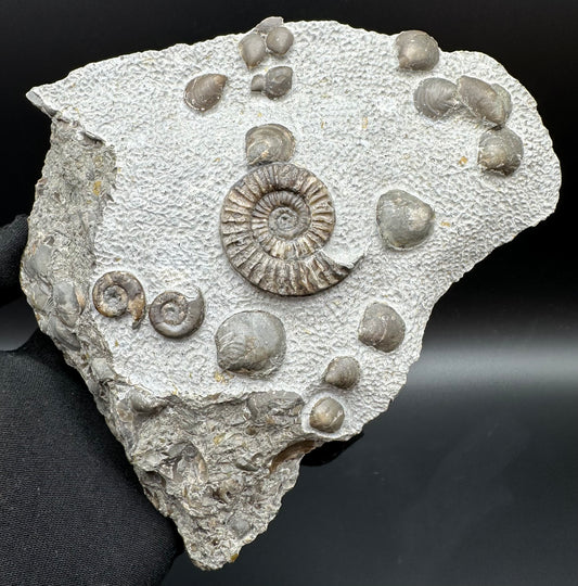 Arnioceras ammonite shell fossil with stand - Whitby, North Yorkshire Jurassic Coast Yorkshire Fossils