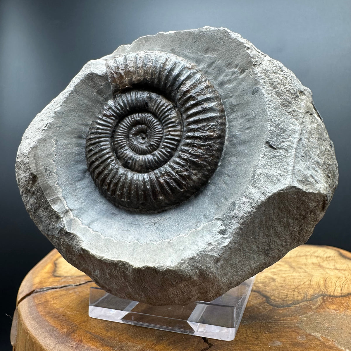 Dactylioceras Ammonite Fossil With box and Stand - Whitby, North Yorkshire Jurassic Coast Yorkshire Fossils