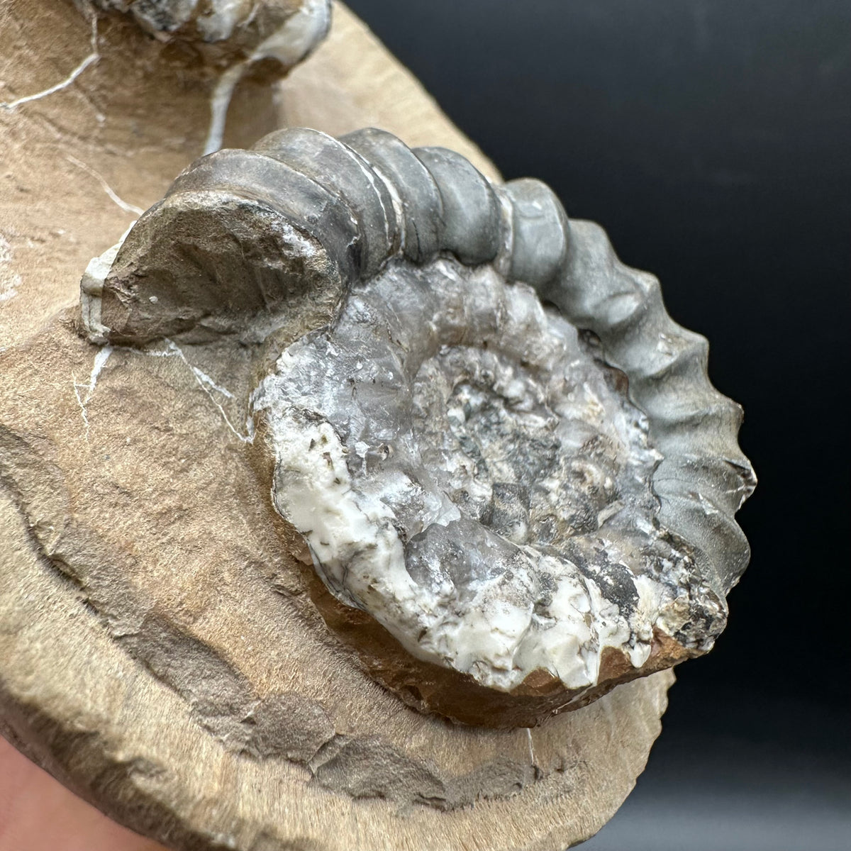 Androgynoceras maculatum ammonite fossil with stand - Whitby, North Yorkshire Jurassic Coast Yorkshire Fossils