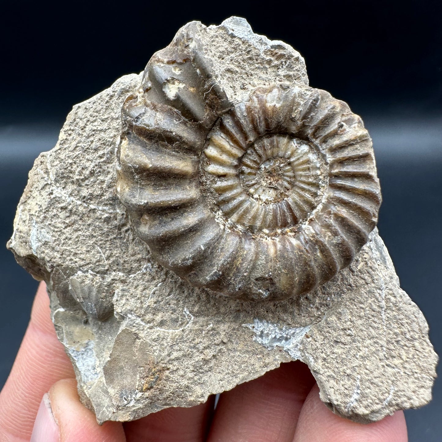 Androgynoceras Capricornus ammonite fossil with box and stand - Whitby, North Yorkshire Jurassic Coast Yorkshire Fossils