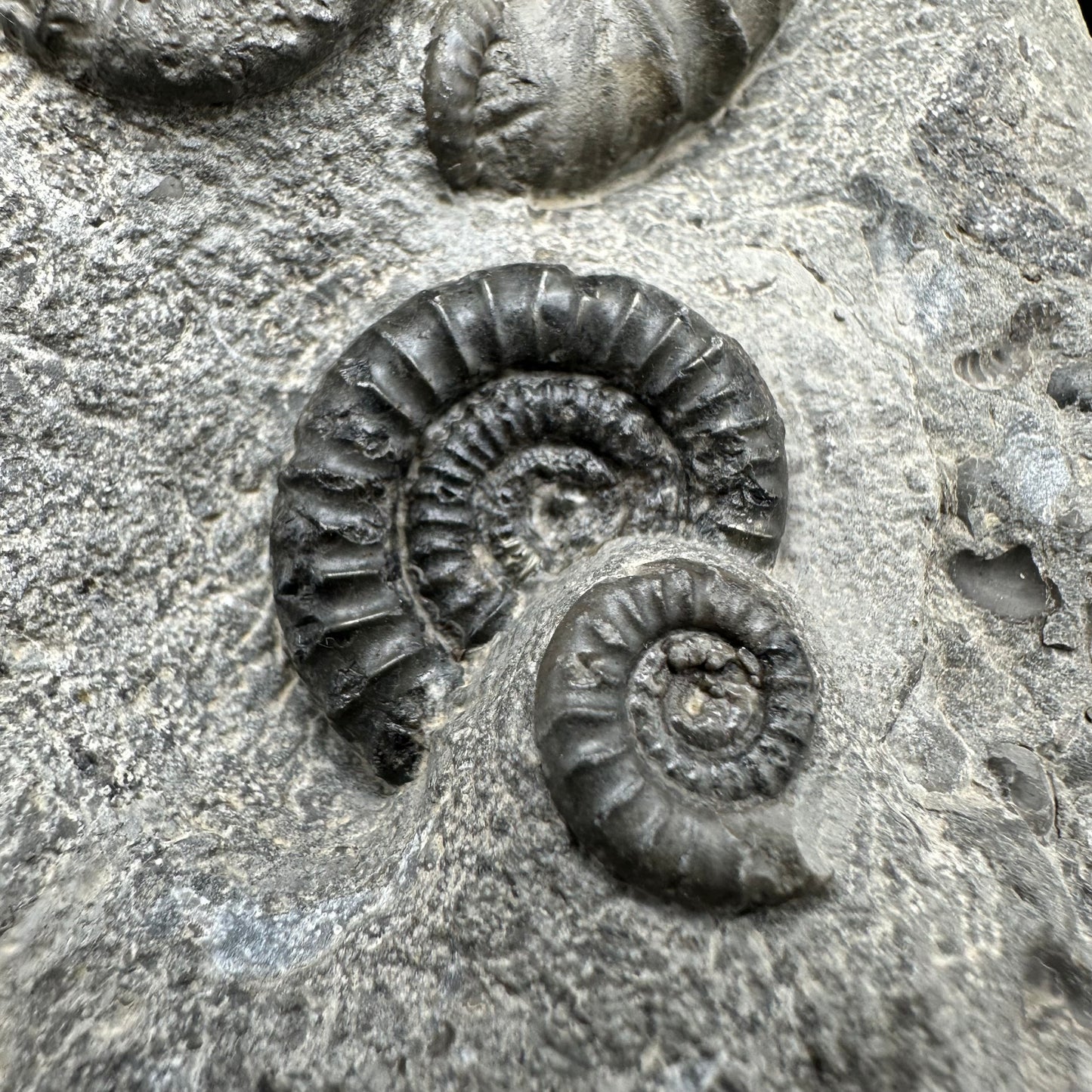 Arnioceras ammonite shell fossil with box and stand - Whitby, North Yorkshire Jurassic Coast Yorkshire Fossils