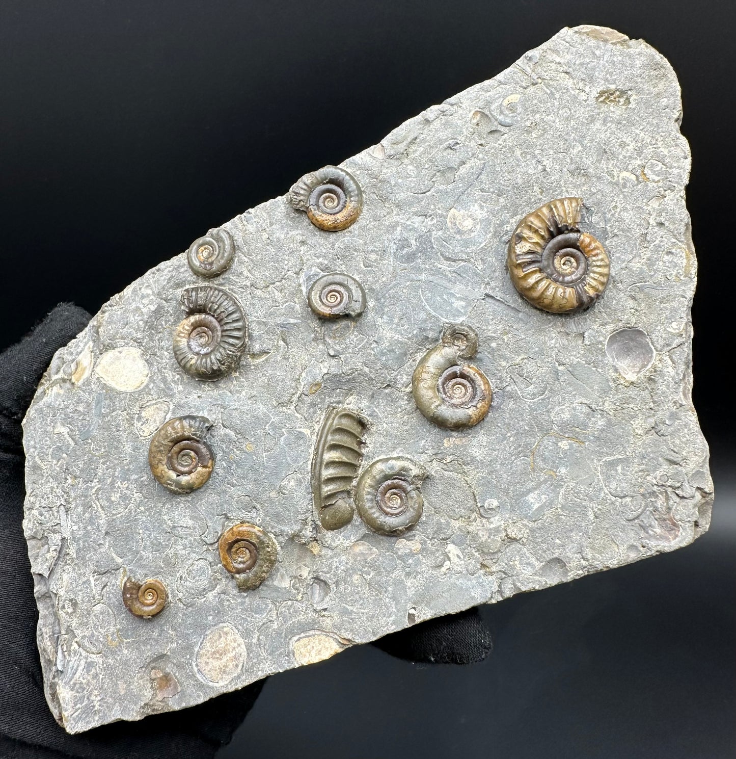 Arnioceras ammonite shell fossil with stand - Whitby, North Yorkshire Jurassic Coast Yorkshire Fossils
