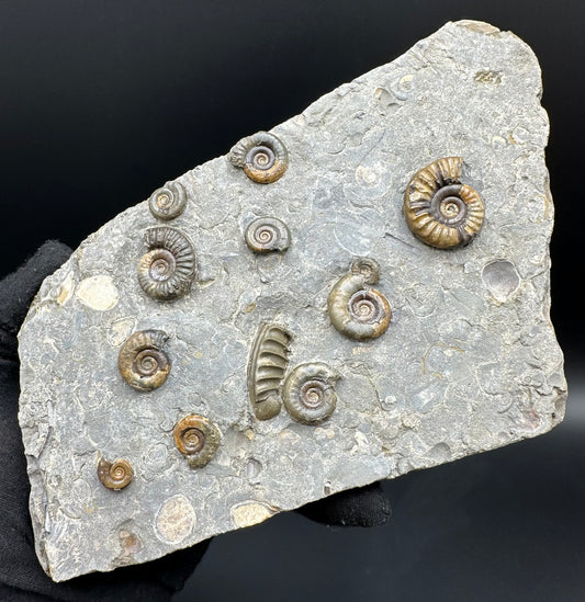 Arnioceras ammonite shell fossil with stand - Whitby, North Yorkshire Jurassic Coast Yorkshire Fossils