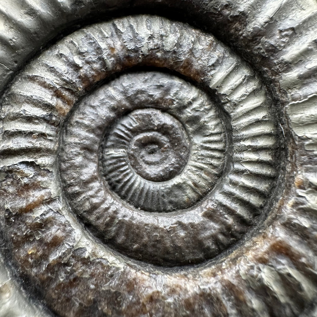 Golden Dactylioceras Ammonite Fossil With box and Stand - Whitby, North Yorkshire Jurassic Coast Yorkshire Fossils