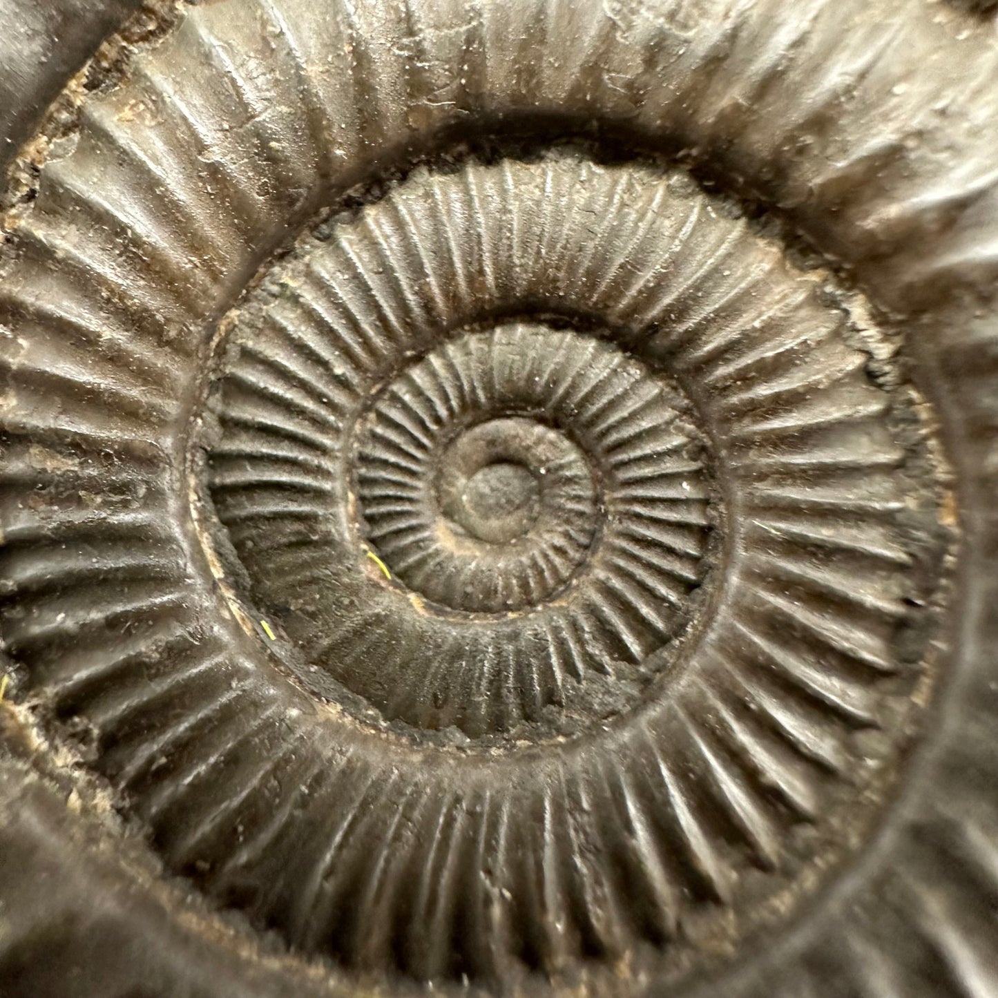 Matrix Free Dactylioceras Ammonite Fossil With Box And Stand - Whitby, North Yorkshire Jurassic Coast Yorkshire Fossils