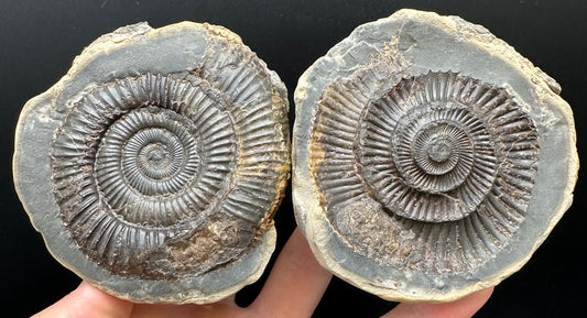 Dactylioceras Ammonite nodule (split pair) Fossil With Box And Stand - Whitby, North Yorkshire Jurassic Coast Yorkshire Fossils
