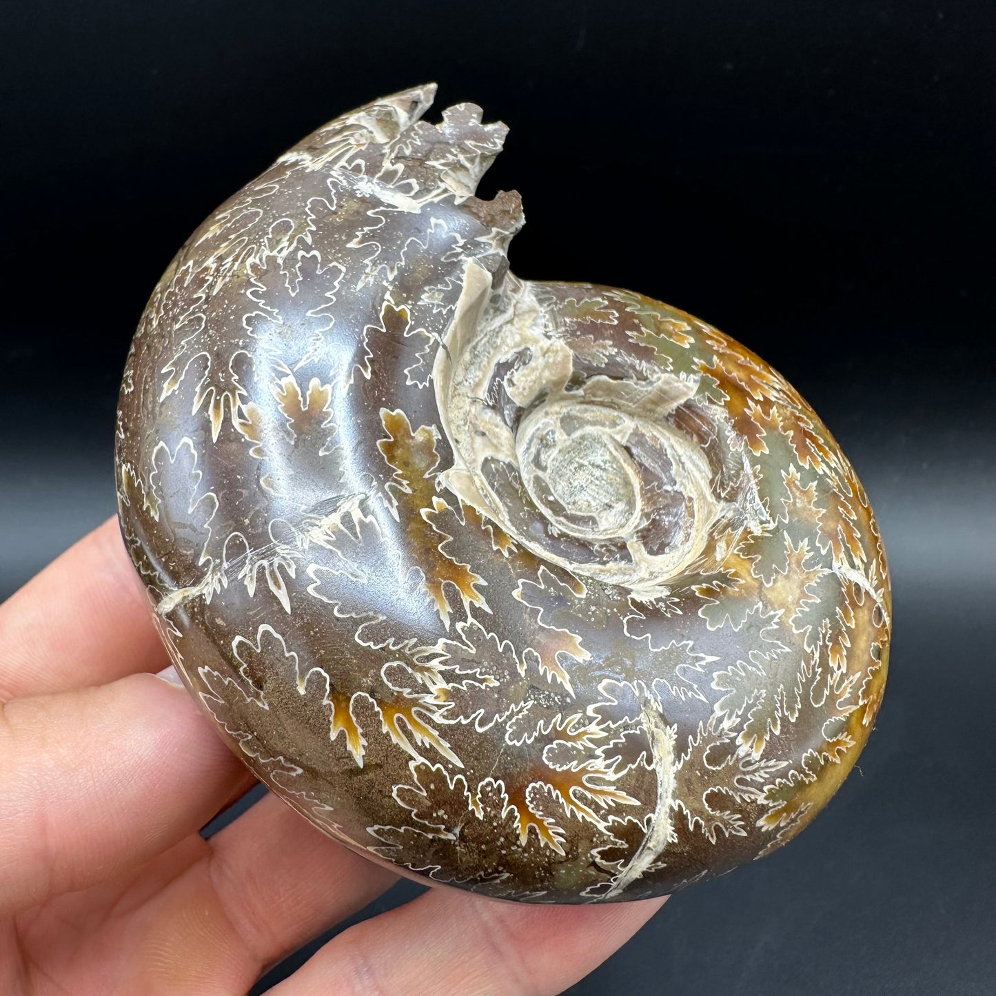 Puzosia Ammonite Fossil With Box And Stand - Cretaceous Ammonite Madagascar
