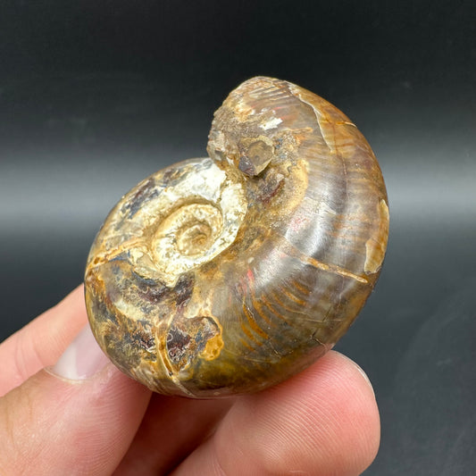 Puzosia Ammonite Fossil With Box And Stand - Cretaceous Ammonite Madagascar