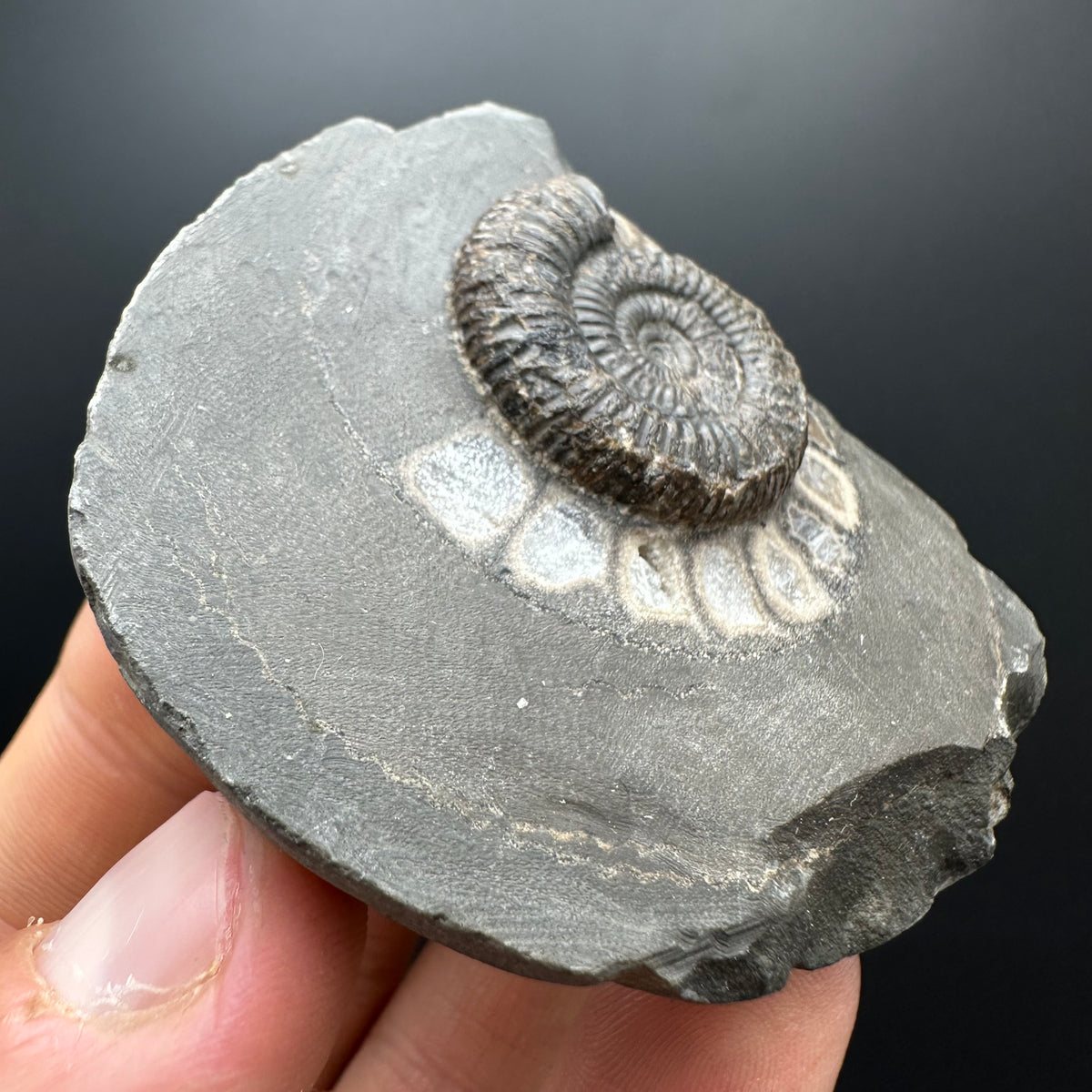 Dactylioceras Ammonite Fossil With box and Stand - Whitby, North Yorkshire Jurassic Coast Yorkshire Fossils
