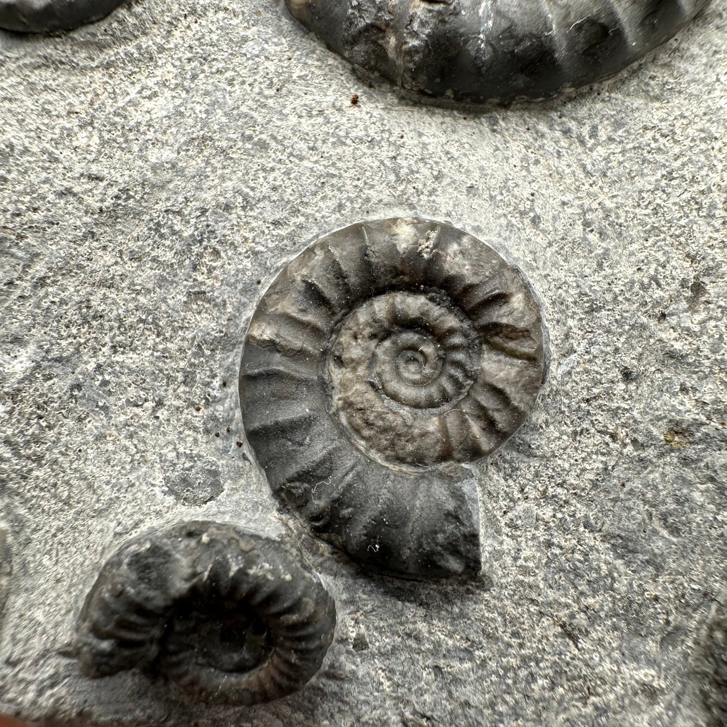 Arnioceras ammonite shell fossil with box and stand - Whitby, North Yorkshire Jurassic Coast Yorkshire Fossils