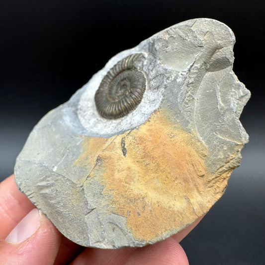 Dactylioceras Ammonite Fossil With Box And Stand - Whitby, North Yorkshire Jurassic Coast Yorkshire Fossils