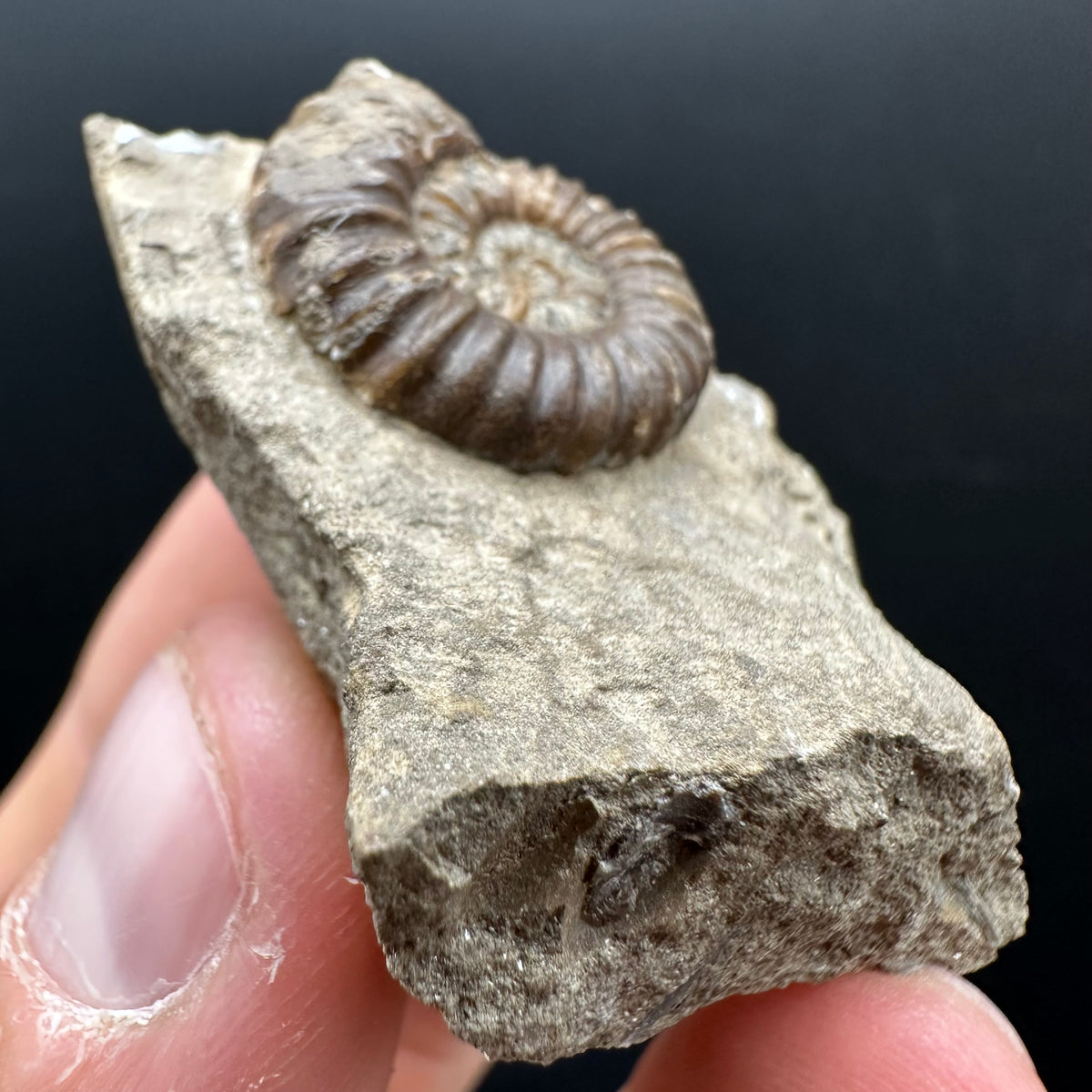Androgynoceras capricornus Ammonite Fossil With Stand - Whitby, North Yorkshire Jurassic Coast Yorkshire Fossils