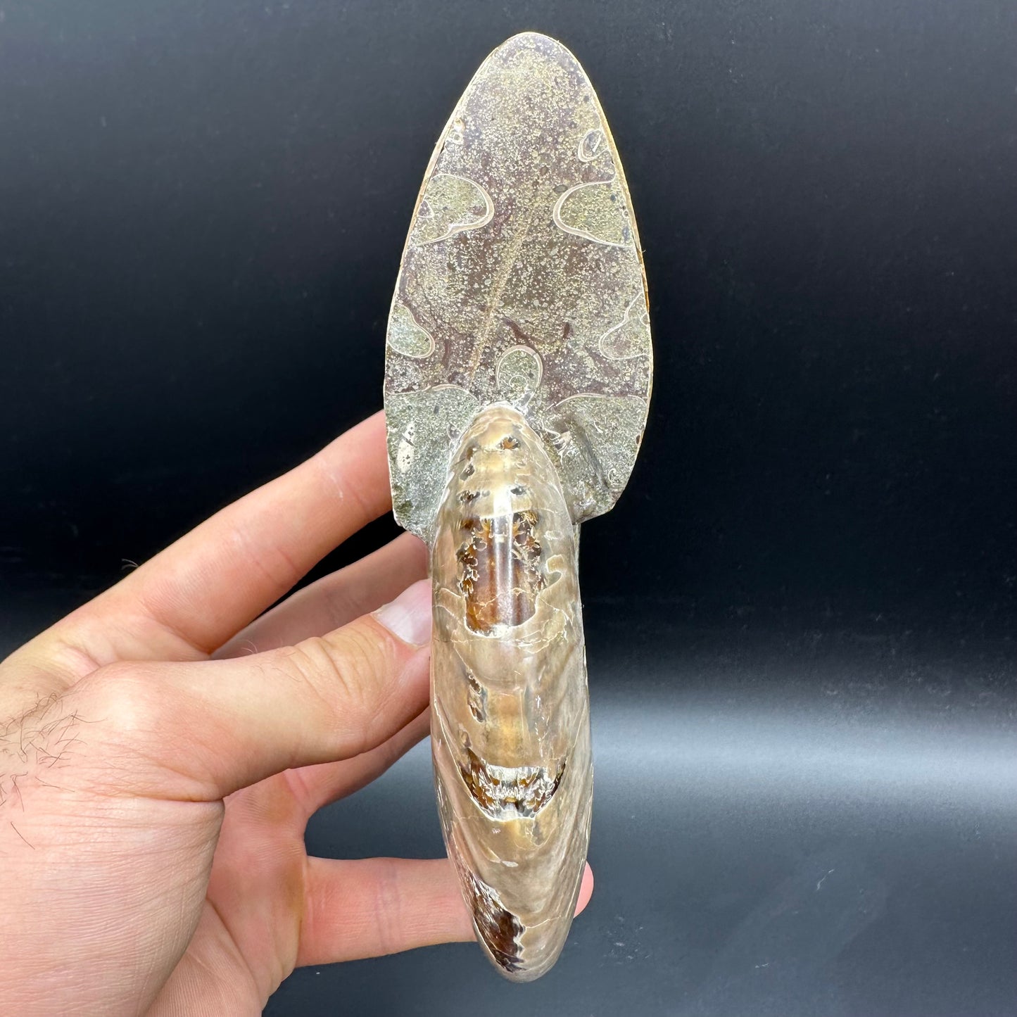 Cleoniceras Ammonite Fossil With Stand - Cretaceous Ammonite Madagascar