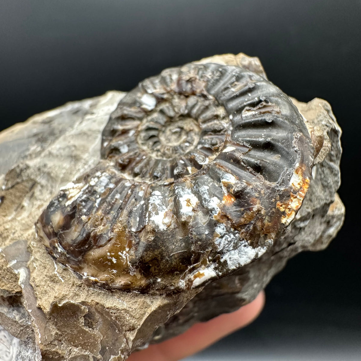 Amaltheus subnodosus Ammonite fossil with stand - Whitby, North Yorkshire Jurassic Coast Yorkshire Fossils