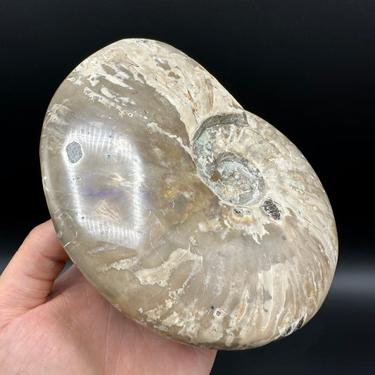 Cleoniceras Ammonite Fossil With Stand - Cretaceous Ammonite Madagascar