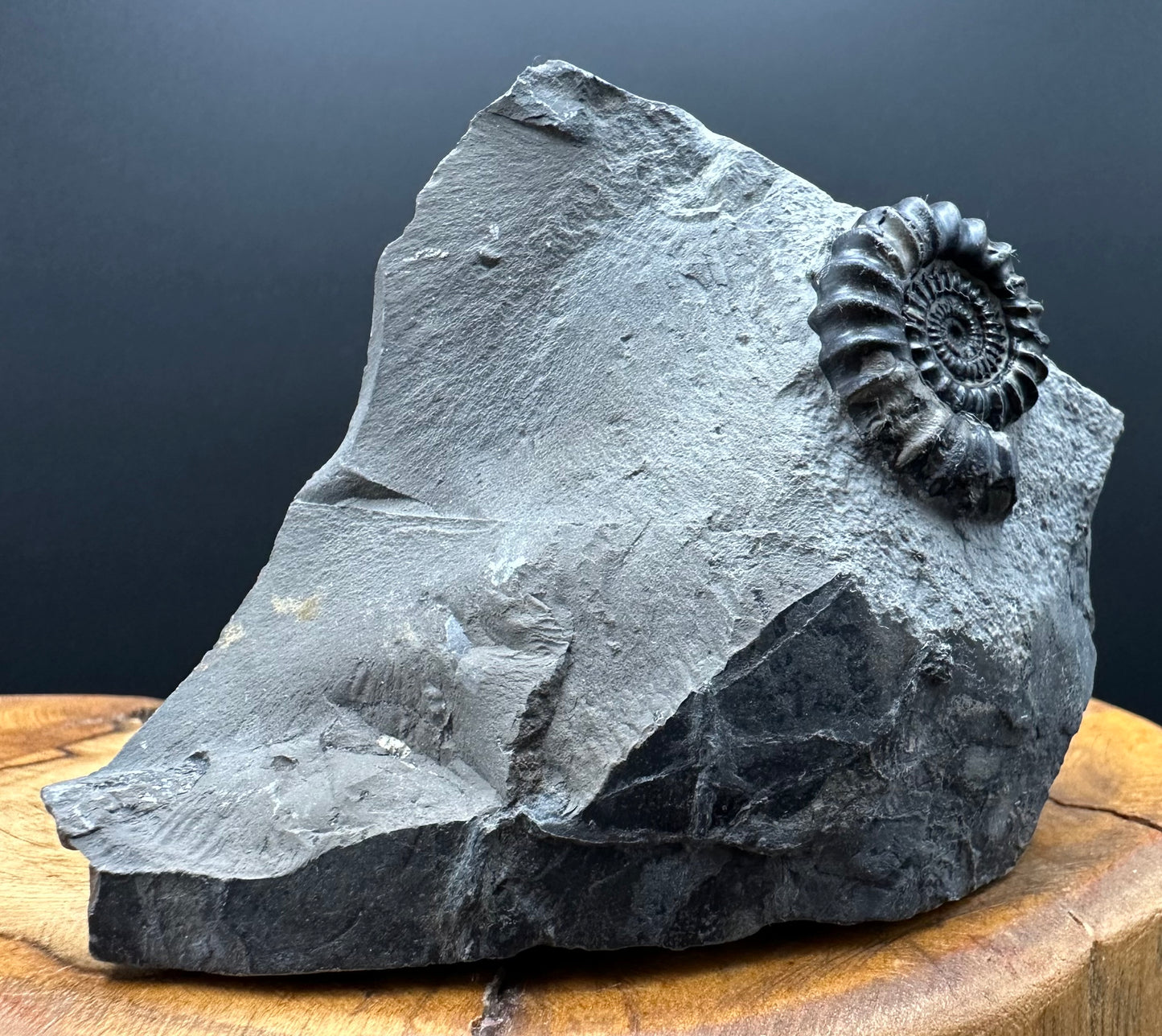 Gagaticeras Ammonite fossil with box and stand - Whitby, North Yorkshire Jurassic Coast Yorkshire Fossils