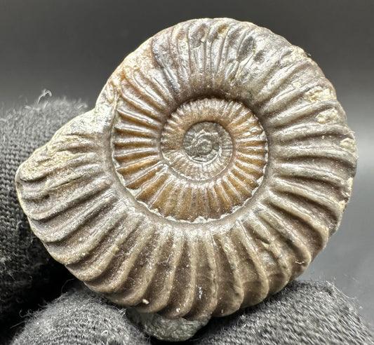 Schlothemia sp. ammonite fossil with box and stand - Whitby, North Yorkshire Jurassic Coast, Yorkshire fossils