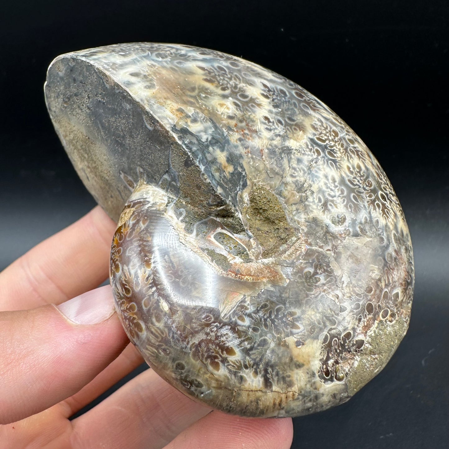 Phylloceras Ammonite Fossil With Box And Stand - Cretaceous Ammonite Madagascar