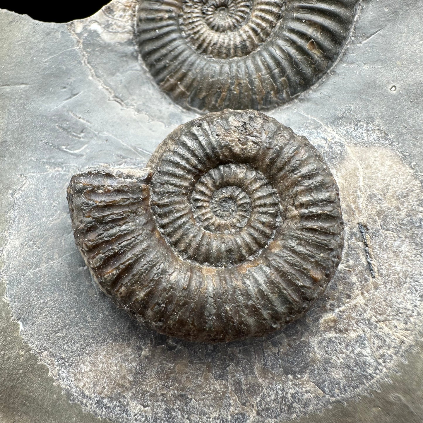 Zugodactylites ammonite fossil with box and stand - Whitby, North Yorkshire Jurassic Coast, Yorkshire fossils