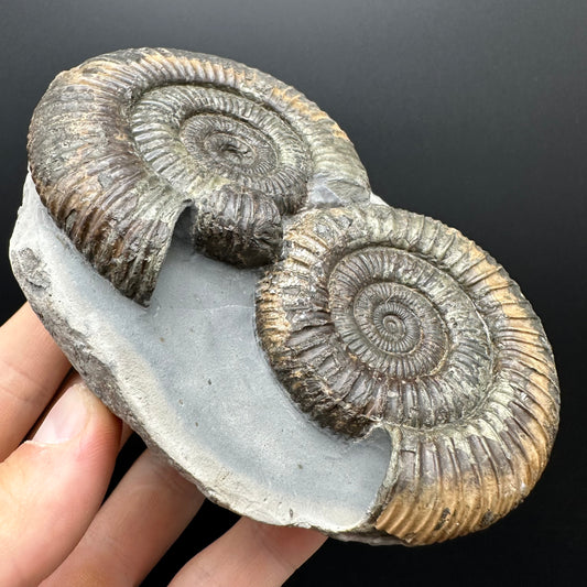 Dactylioceras Ammonite Fossil With Stand - Whitby, North Yorkshire Jurassic Coast Yorkshire Fossils