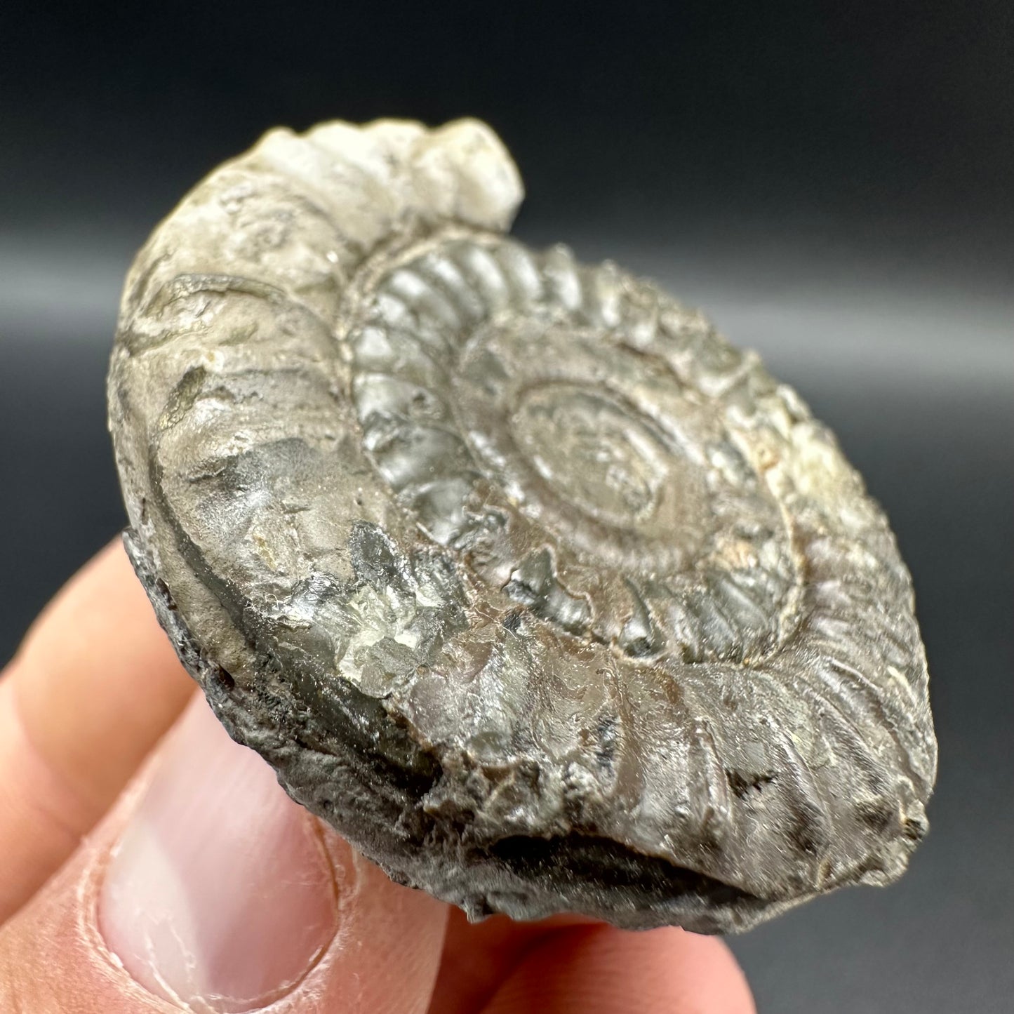 Arnioceras ammonite shell fossil - Whitby, North Yorkshire Jurassic Coast Yorkshire Fossils