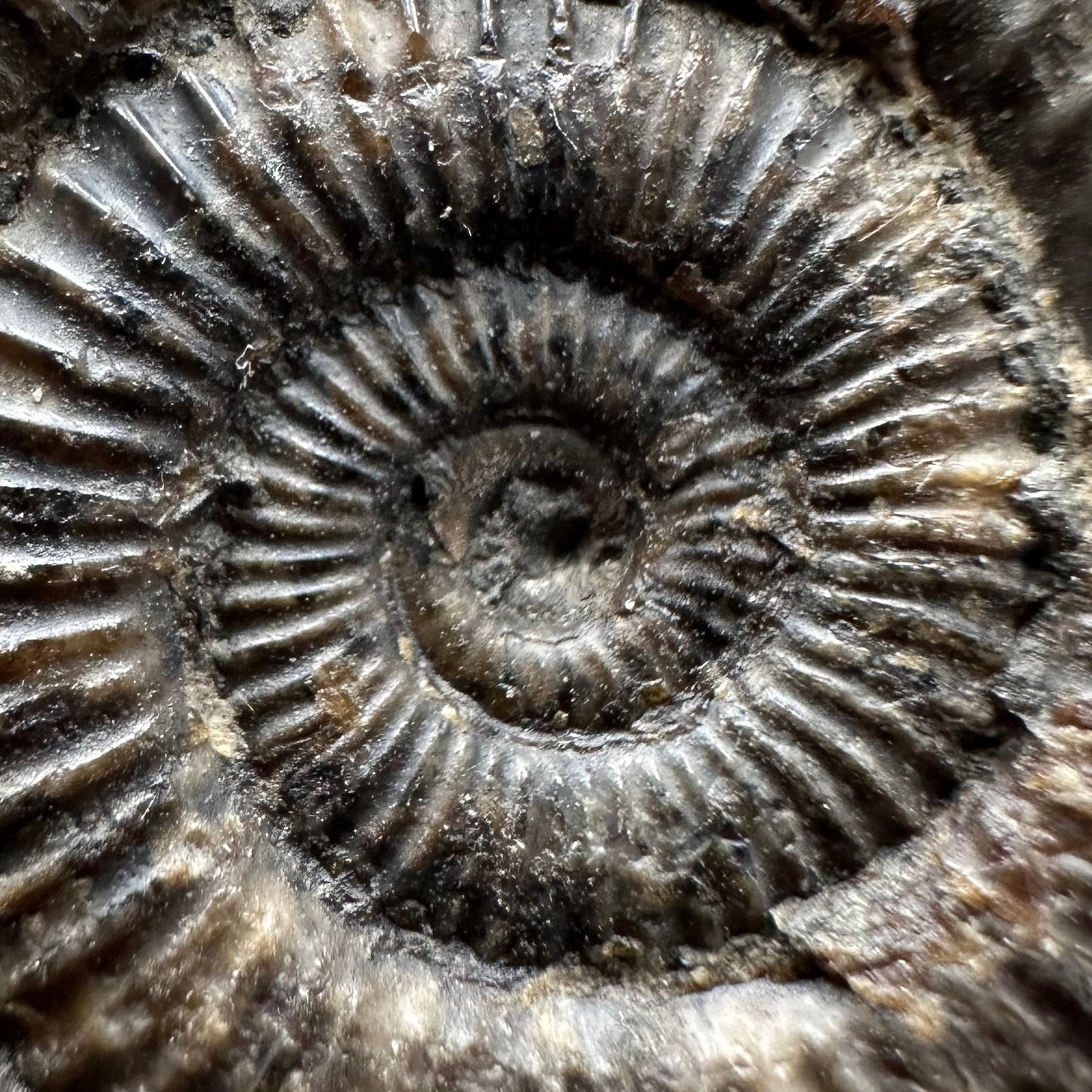 Dactylioceras Ammonite Fossil With box and Stand - Whitby, North Yorkshire Jurassic Coast Yorkshire Fossils