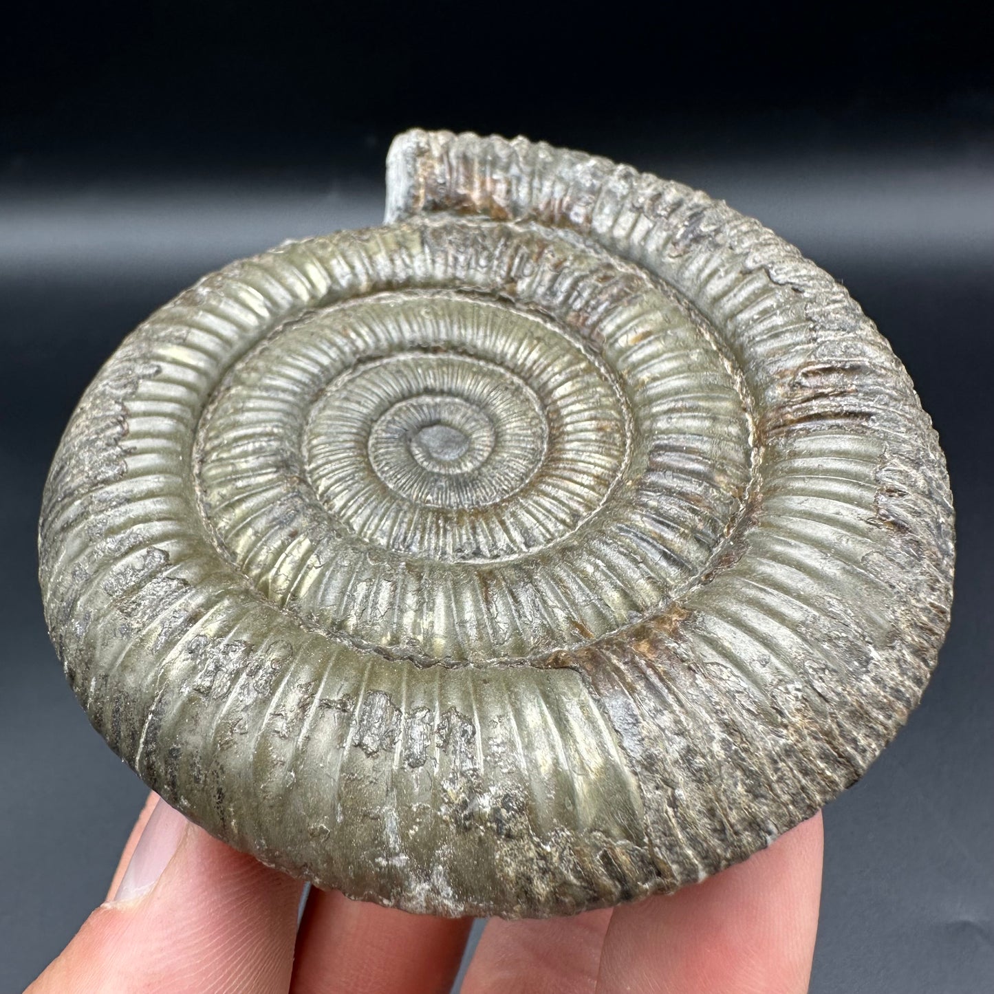 Golden Dactylioceras Ammonite Fossil With Box And Stand - Whitby, North Yorkshire Jurassic Coast Yorkshire Fossils