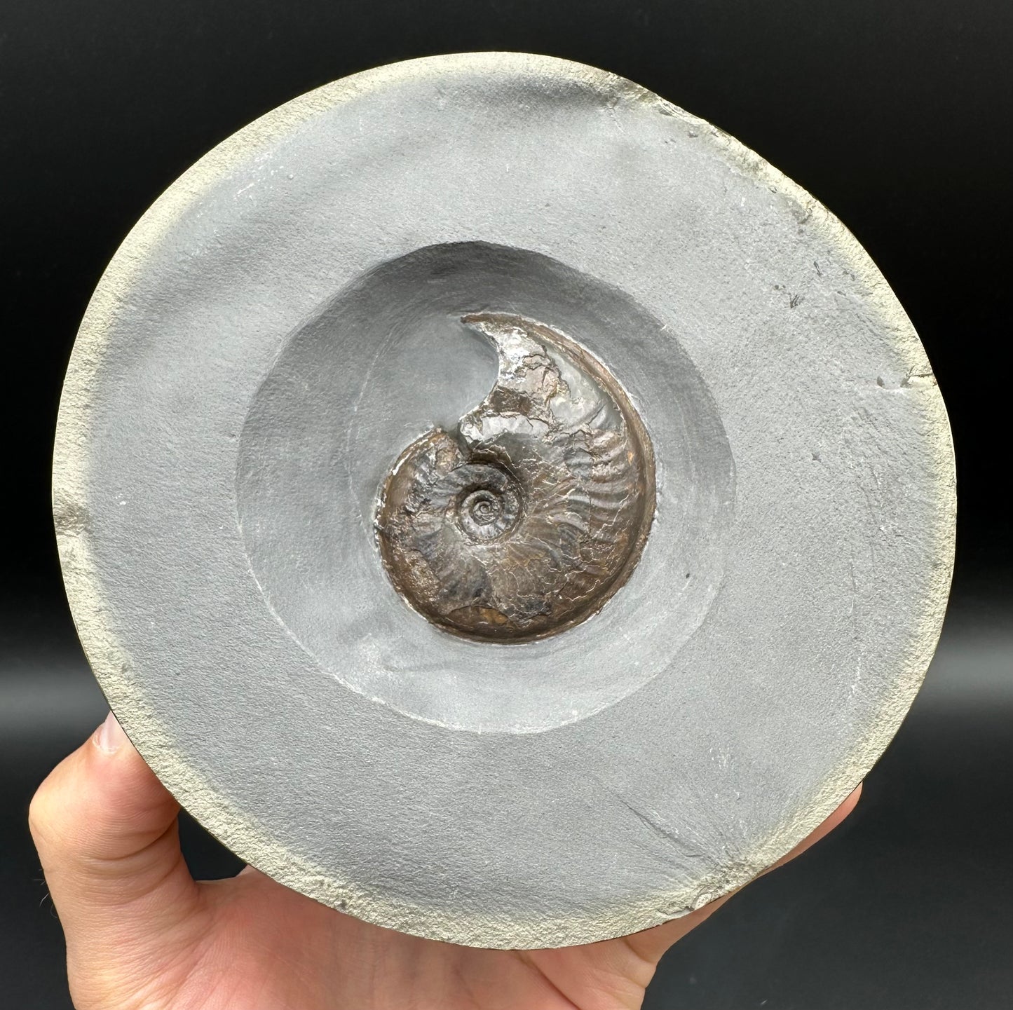 Golden Egg (GENUINE) Ammonite Fossil With Stand - Whitby, North Yorkshire Jurassic Coast Yorkshire Fossils