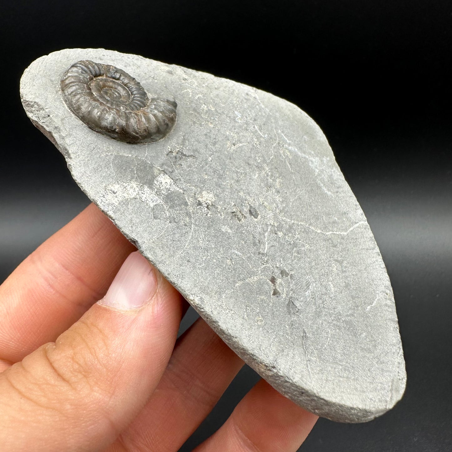 Arnioceras ammonite shell fossil with box and stand - Whitby, North Yorkshire Jurassic Coast Yorkshire Fossils
