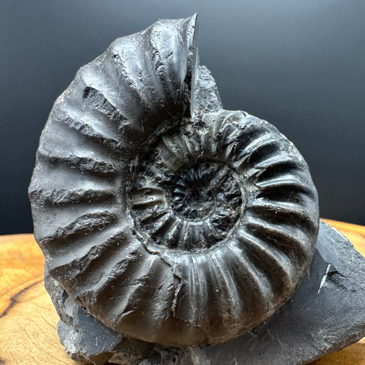 Asteroceras Ammonite fossil with box and stand - Whitby, North Yorkshire Jurassic Coast Yorkshire Fossils