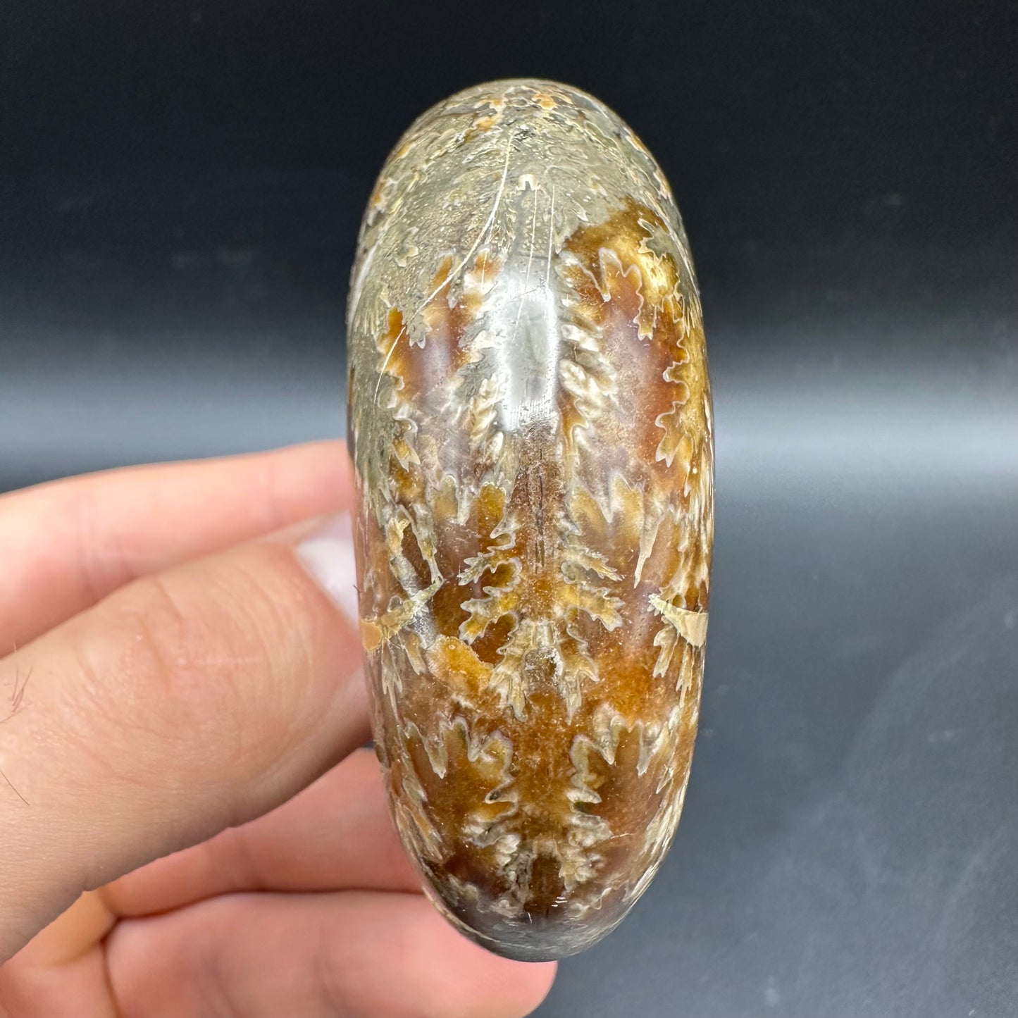Puzosia Ammonite Fossil With Box And Stand - Cretaceous Ammonite Madagascar