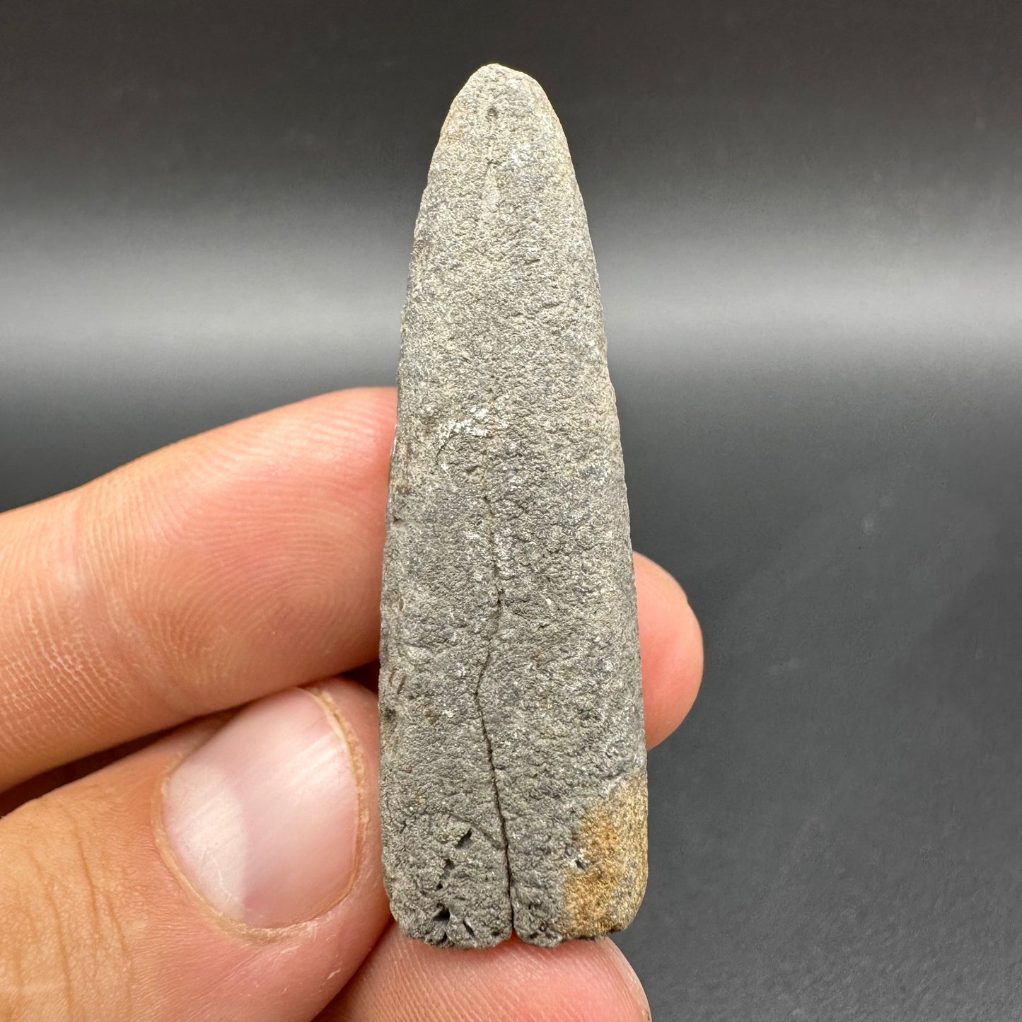 Belemnite (Fossil Squid) shell fossil - Whitby, North Yorkshire Jurassic Coast Yorkshire Fossils