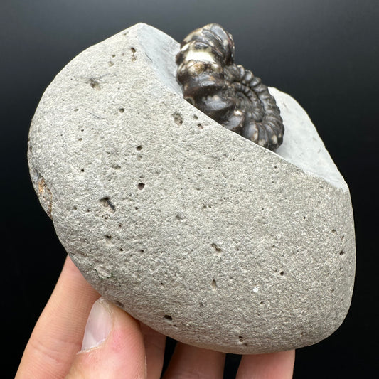 Androgynoceras maculatum ammonite fossil with box and stand - Whitby, North Yorkshire Jurassic Coast Yorkshire Fossils