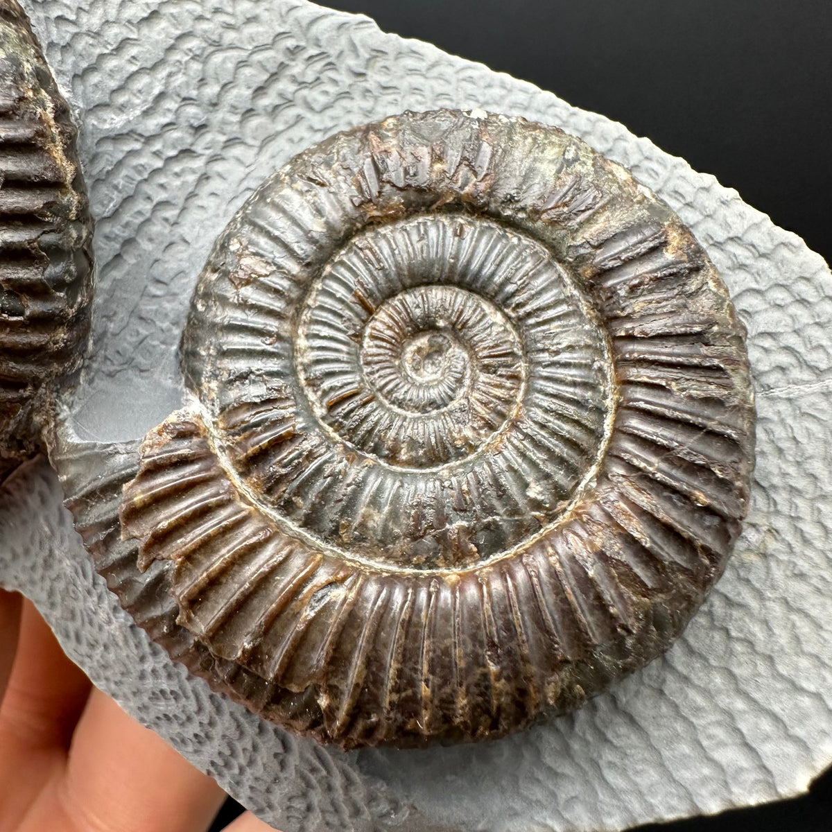 Dactylioceras Ammonite Fossil With Stand - Whitby, North Yorkshire Jurassic Coast Yorkshire Fossils