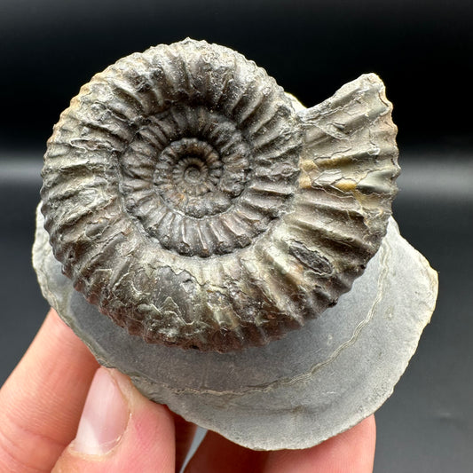 Catacoeloceras Sp. ammonite fossil with box and stand- Whitby, North Yorkshire Jurassic Coast Yorkshire Fossils