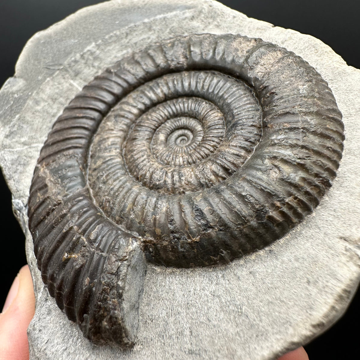 Dactylioceras Ammonite Fossil With box and Stand - Whitby, North Yorkshire Jurassic Coast Yorkshire Fossils