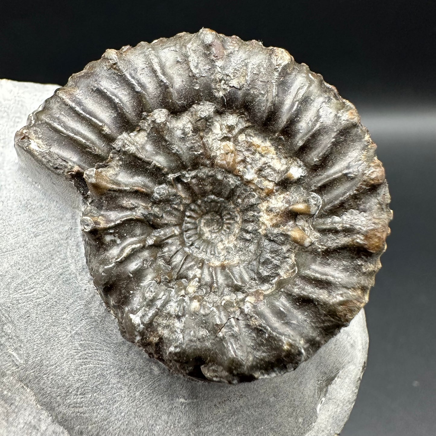 Peronoceras Sp. Ammonite fossil with box and stand - Whitby, North Yorkshire Jurassic Coast Yorkshire Fossils