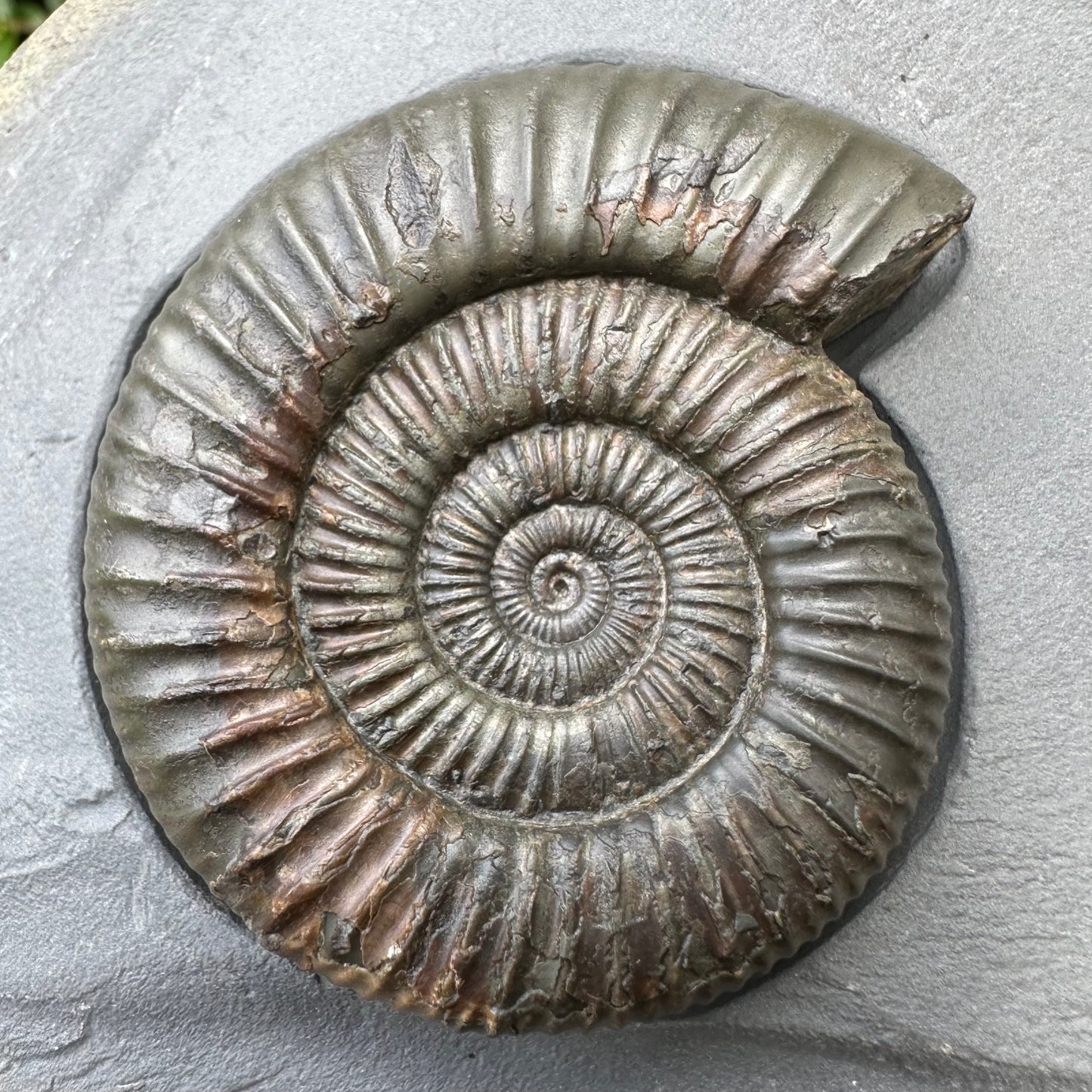 Golden Egg (IMPLANT) Ammonite fossil with stand - Whitby, North Yorkshire Jurassic Coast