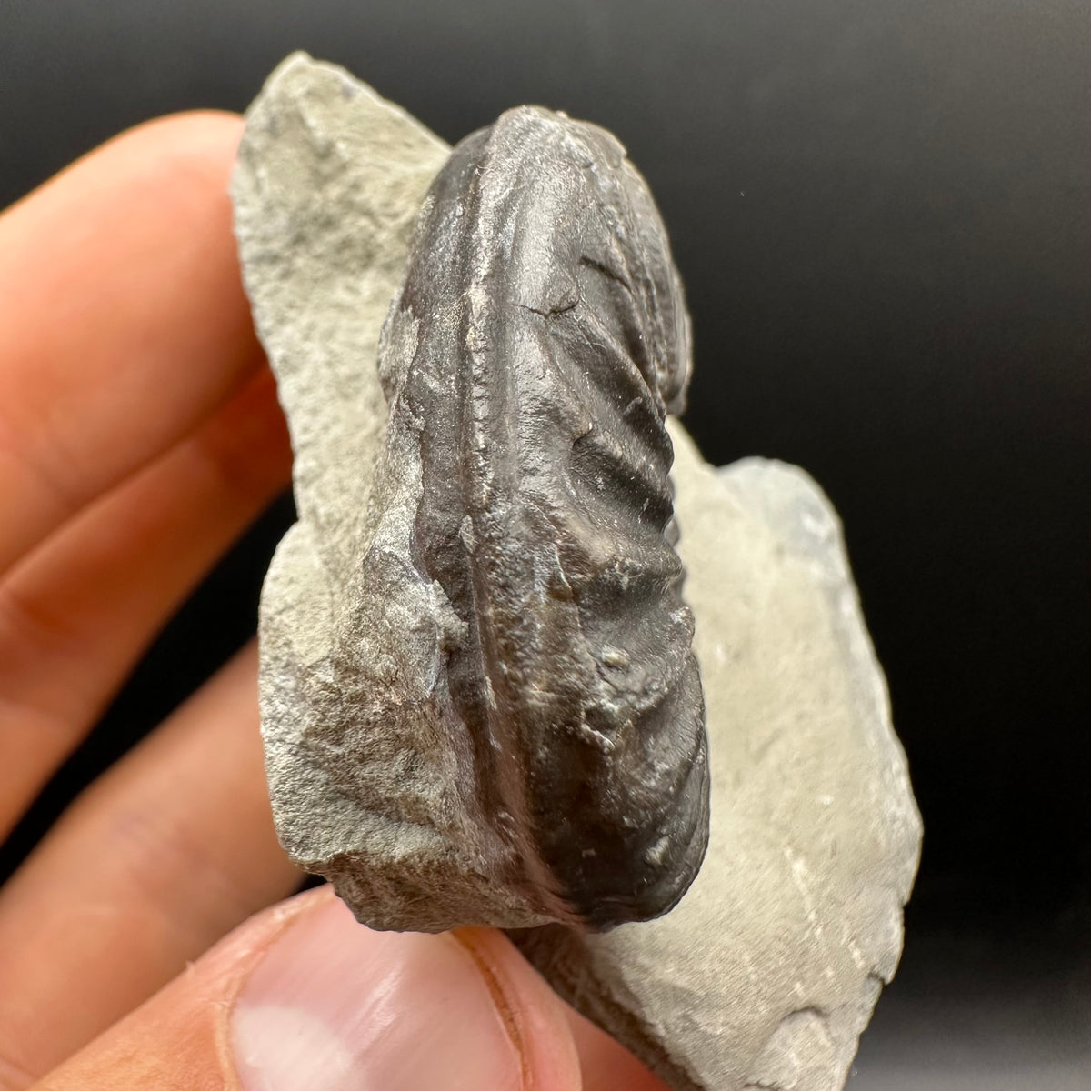 Asteroceras Ammonite fossil with box and stand - Whitby, North Yorkshire Jurassic Coast Yorkshire Fossils