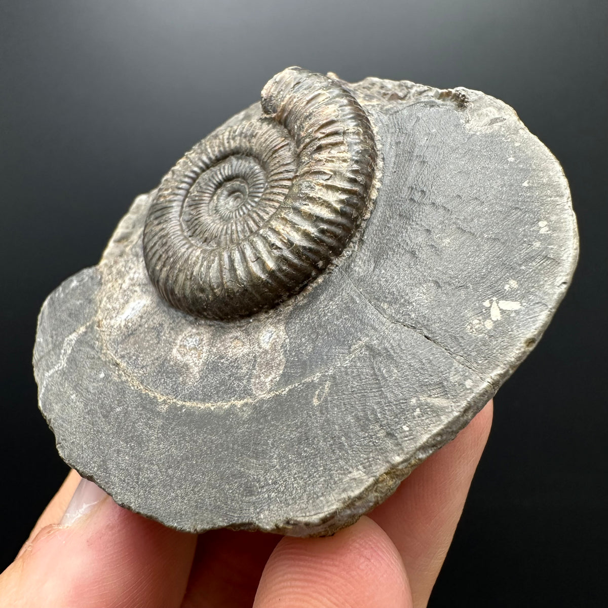 Dactylioceras Ammonite Fossil With box and Stand - Whitby, North Yorkshire Jurassic Coast Yorkshire Fossils