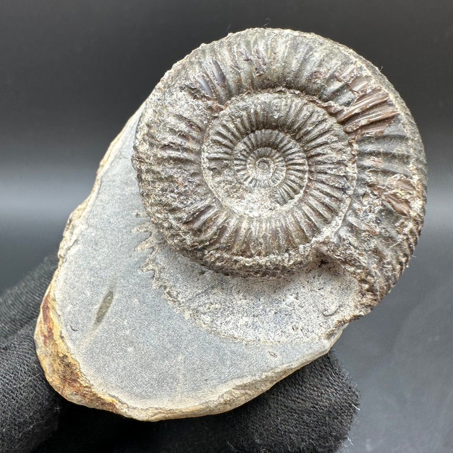 Dactylioceras Ammonite Fossil With Box And Stand - Whitby, North Yorkshire Jurassic Coast Yorkshire Fossils