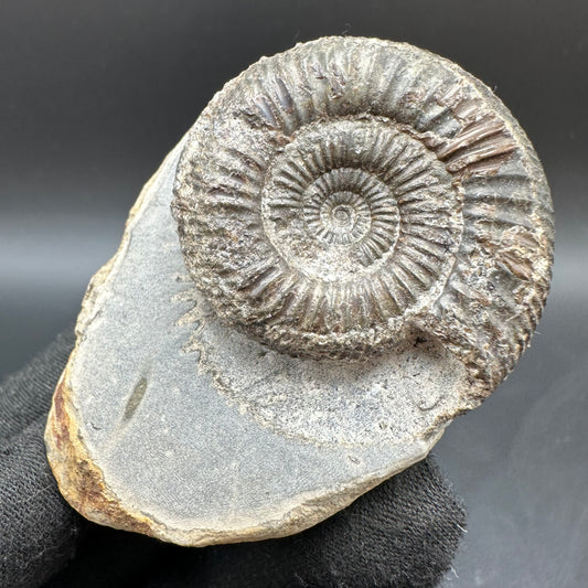 Dactylioceras Ammonite Fossil With Box And Stand - Whitby, North Yorkshire Jurassic Coast Yorkshire Fossils